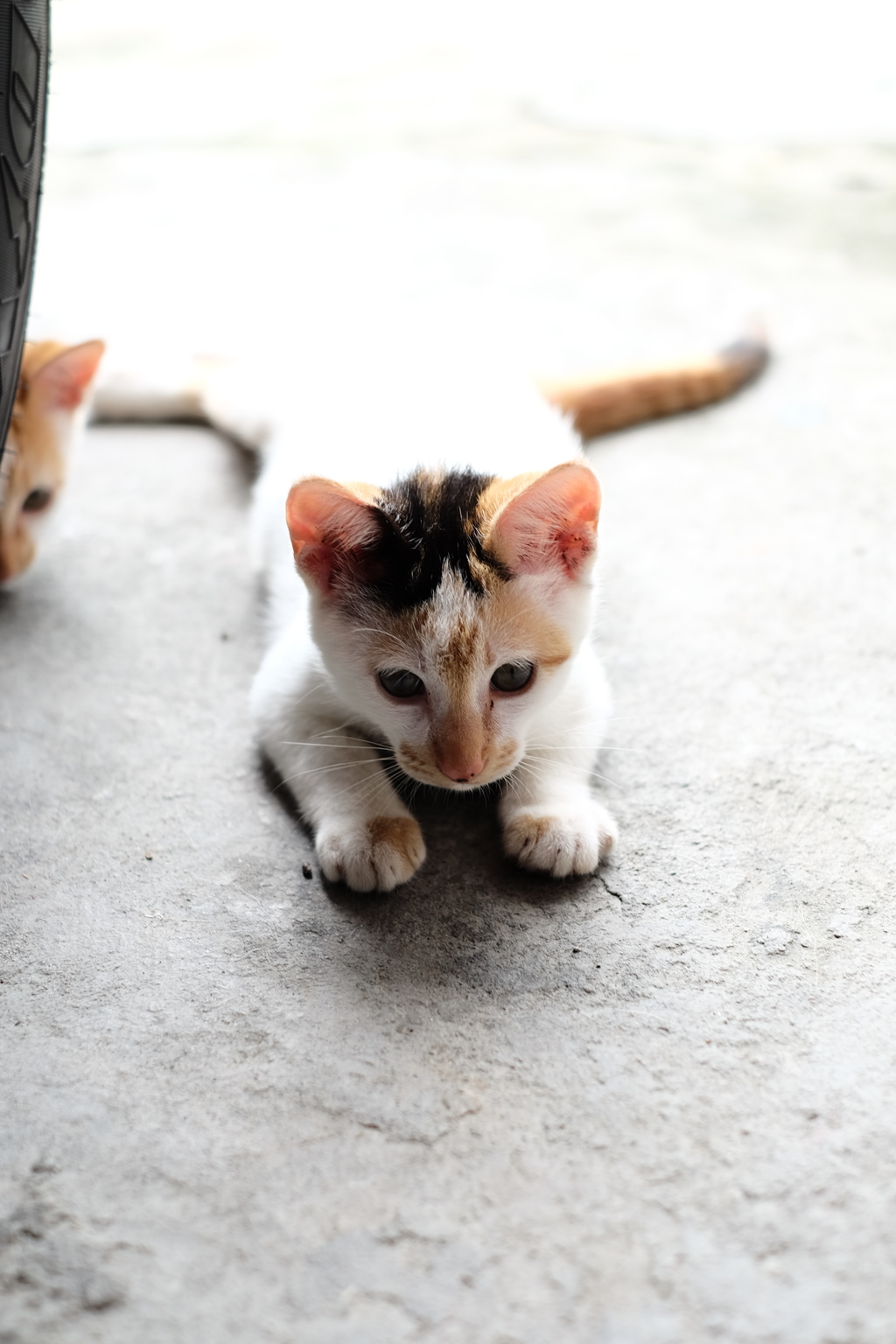 何かを狙ってる