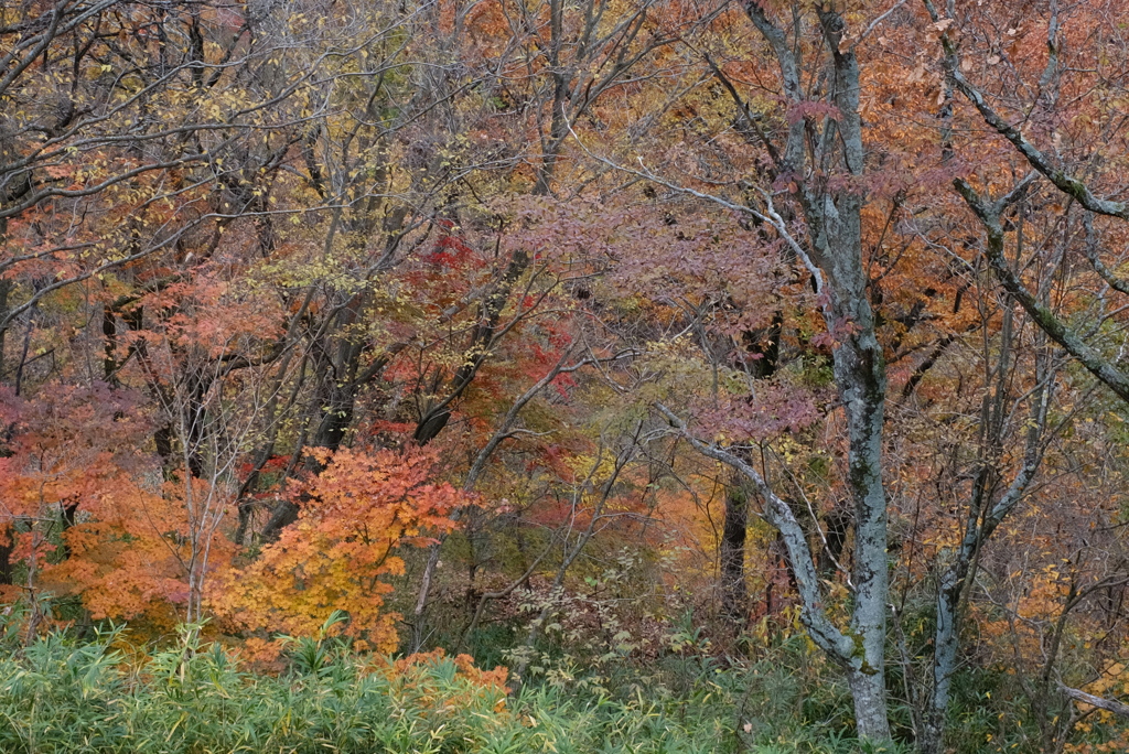 湯布院の紅葉 2