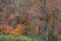 湯布院の紅葉 2