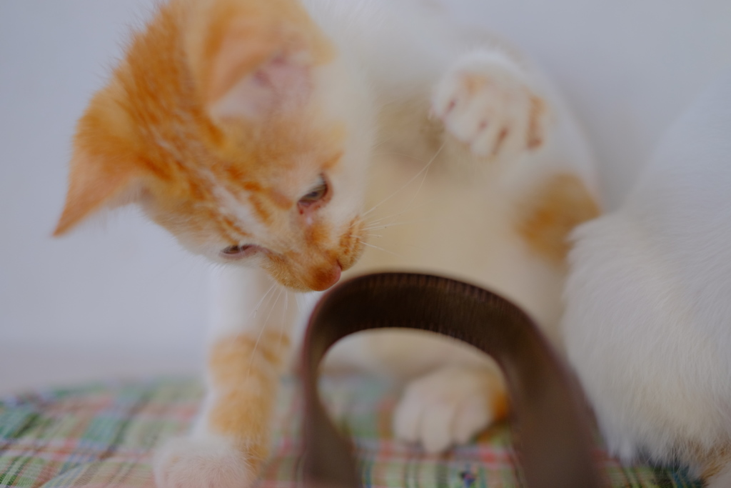 こらっ、やめて～　お気に入りのストラップに～