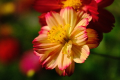 花の写真に挑戦 4