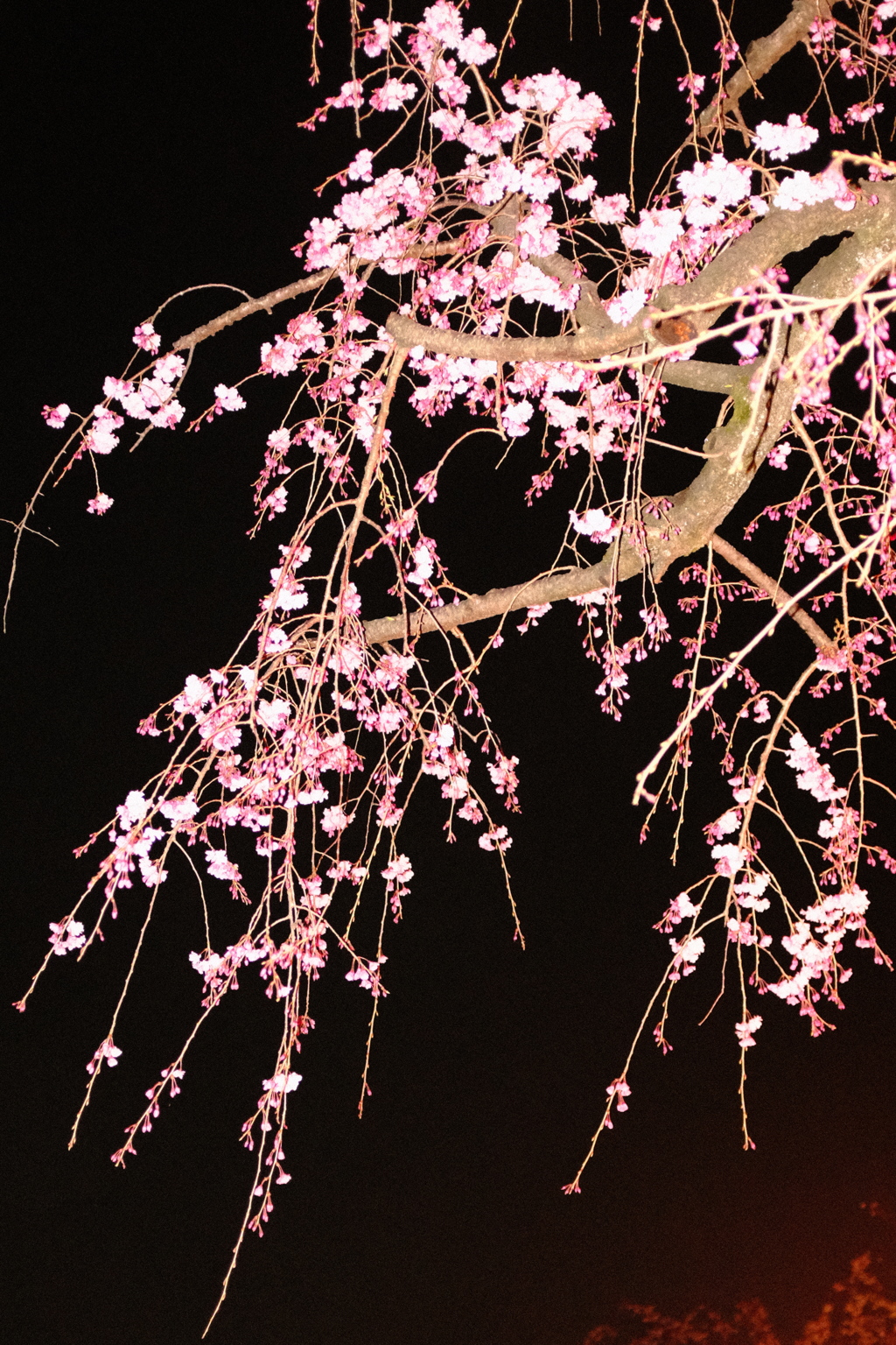 ５分咲きの歓迎