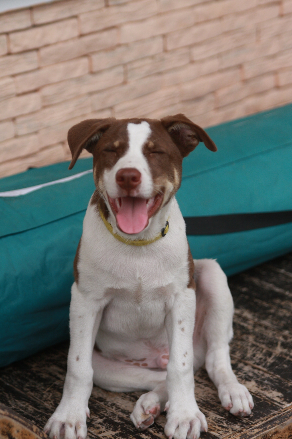 初バーベキュー