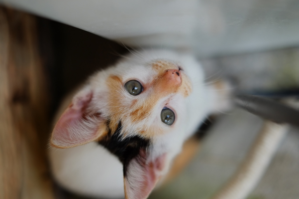 ありゃっ、みつかちゃった！