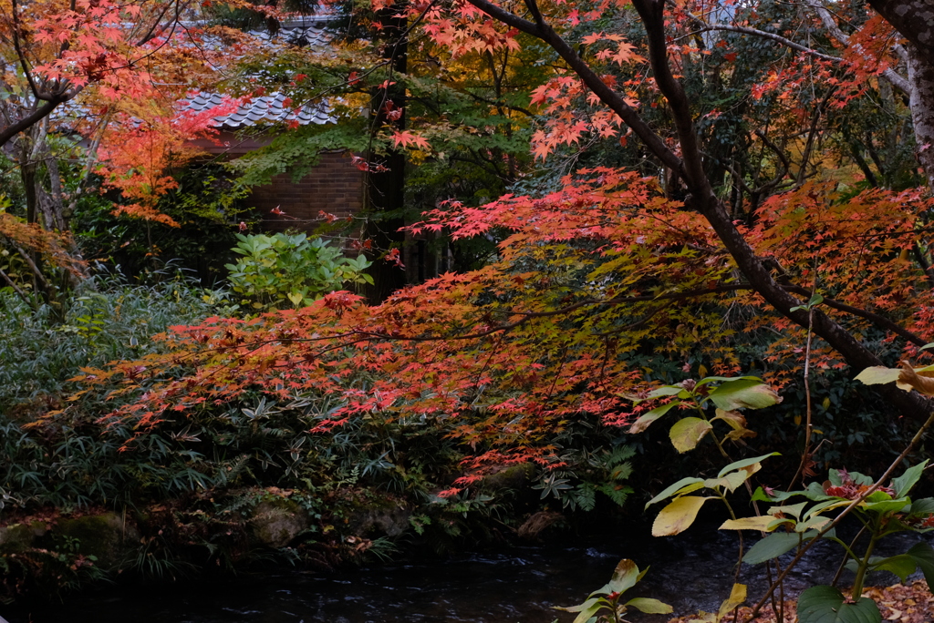 湯布院　金鱗湖 12