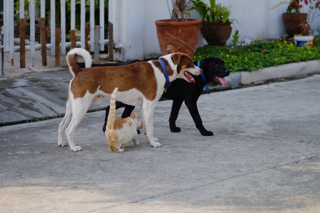 ボディーガード