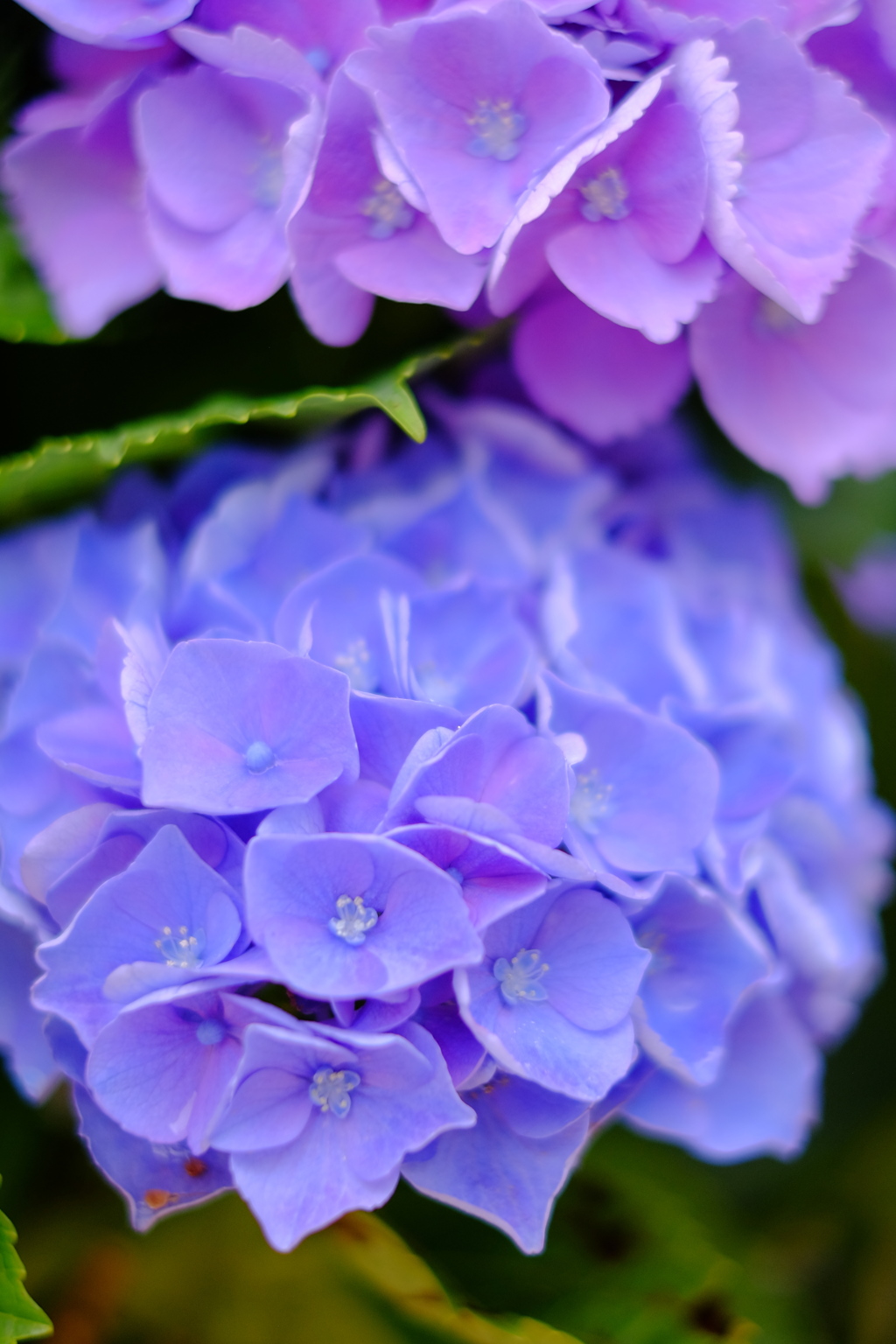 カラーコンビネーション