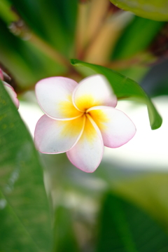 南国の花