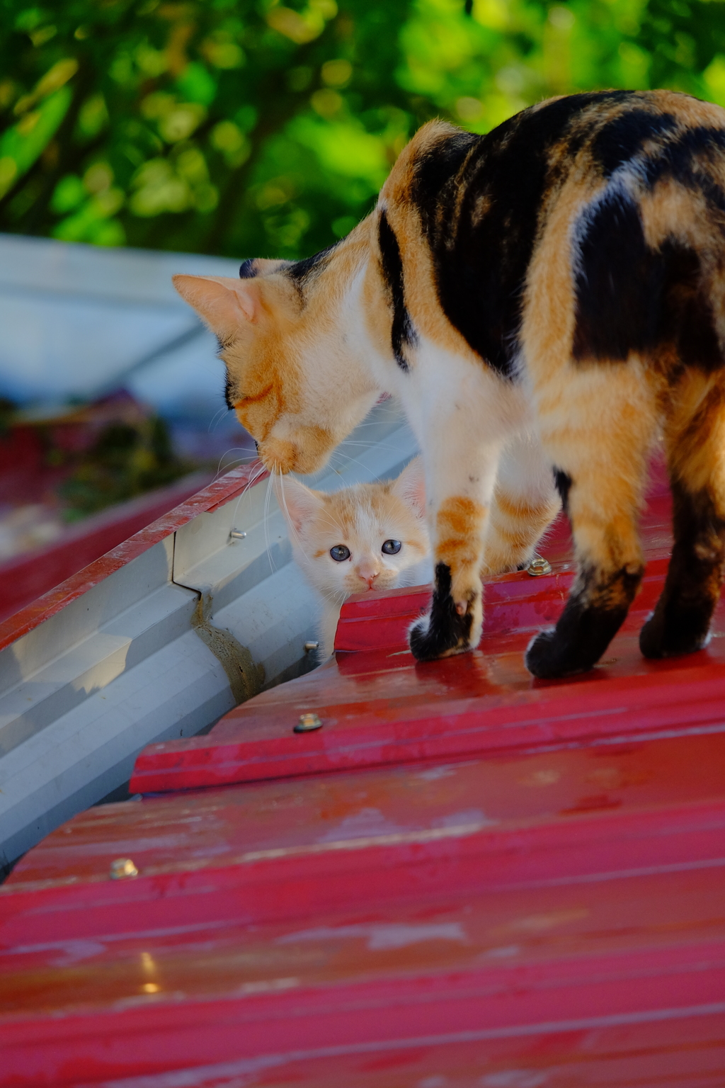 やっとお目見え