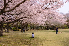 桜の咲く公園で