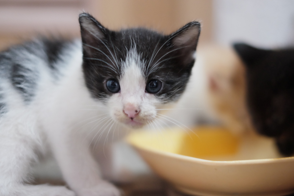 ジェネレーション