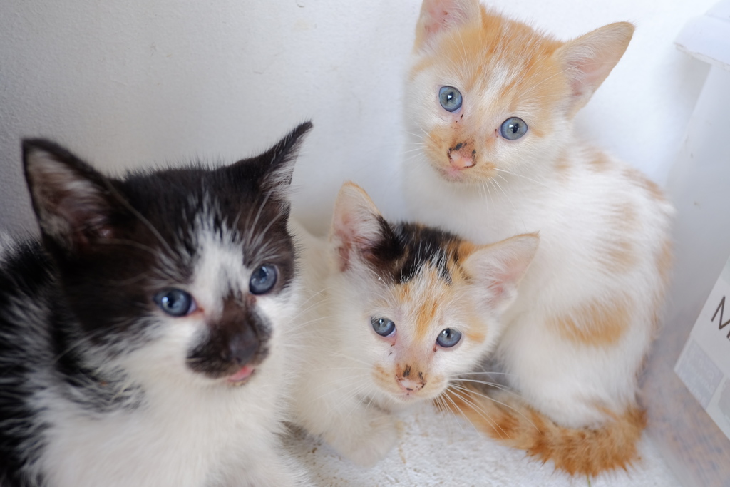 いたずら三兄弟