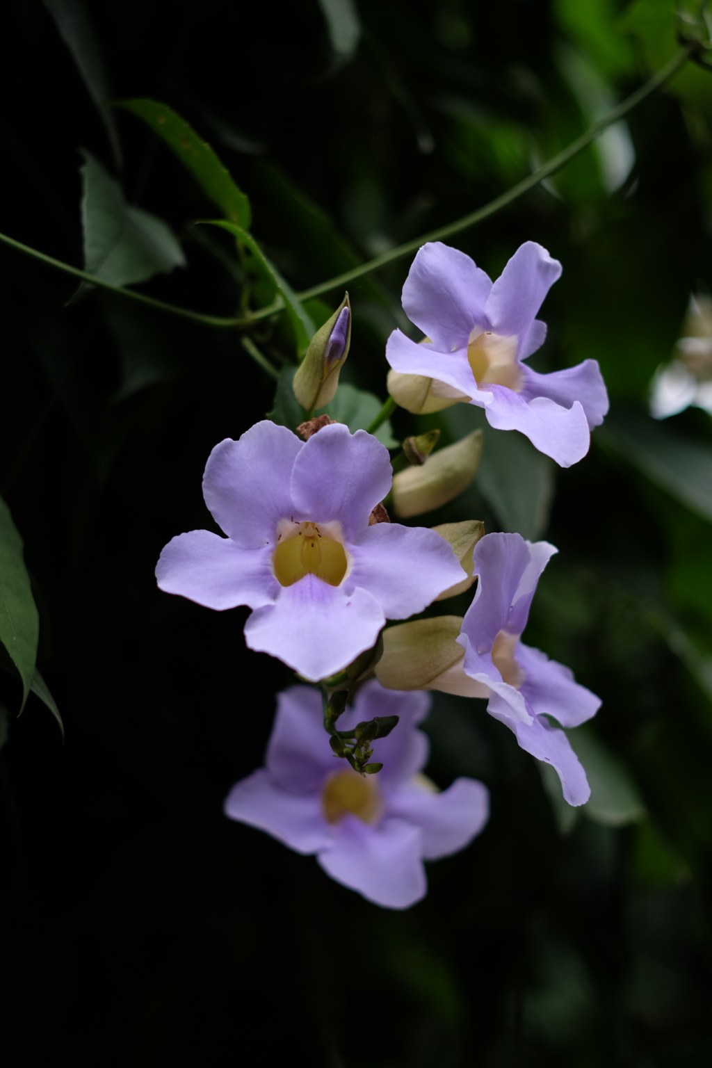 名前の知らない花