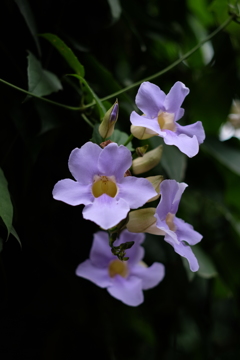 名前の知らない花