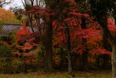 湯布院　金鱗湖 7