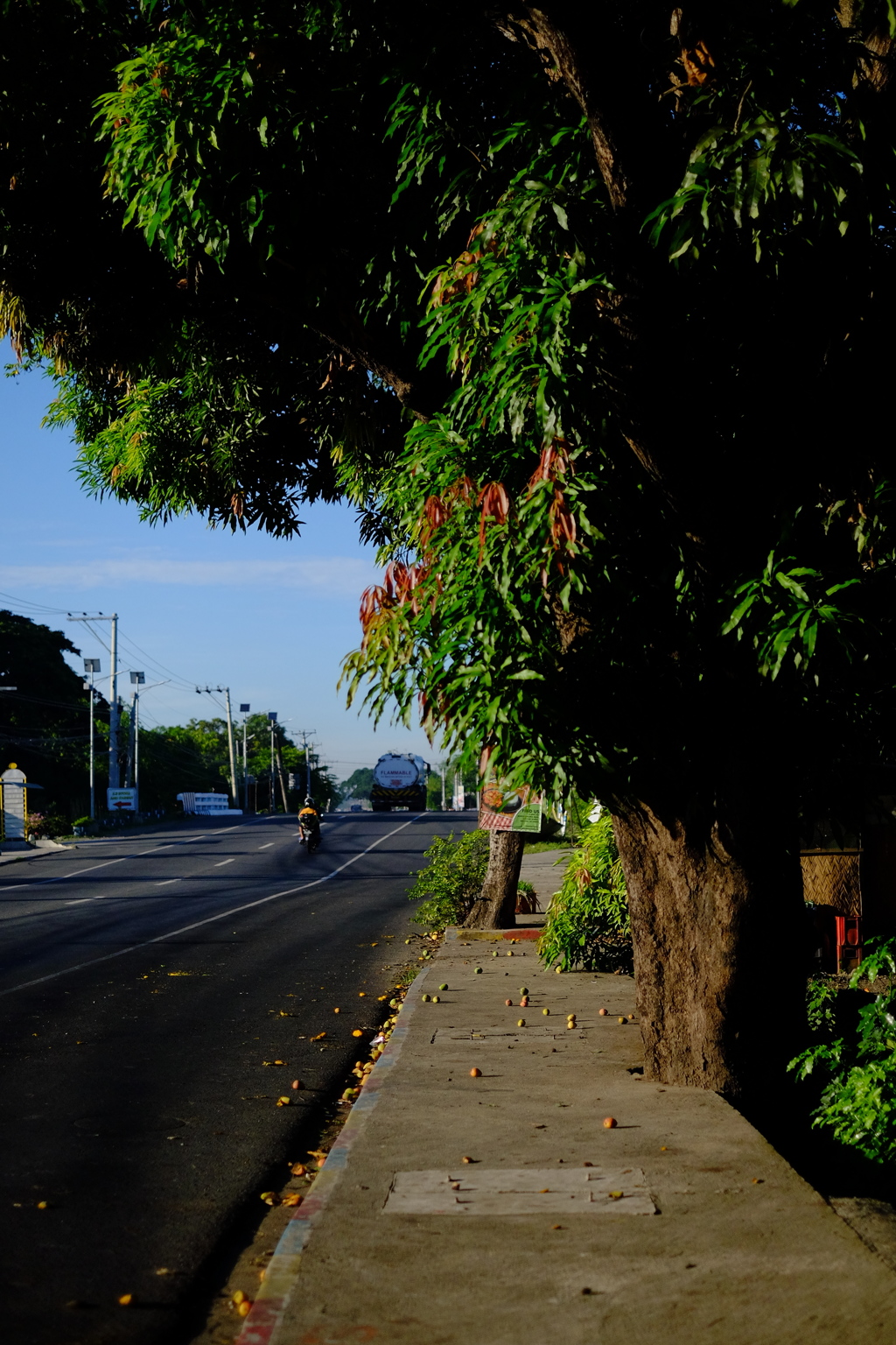 フィリピンでのニュートンの法則はマンゴーで証明される