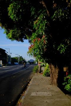 フィリピンでのニュートンの法則はマンゴーで証明される