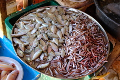 小魚全般