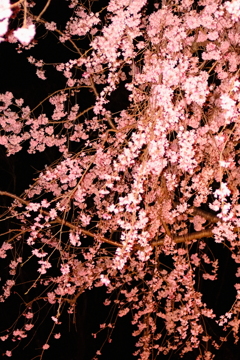 五分咲きの歓迎 2