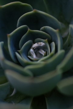 サボテンの中の宝石