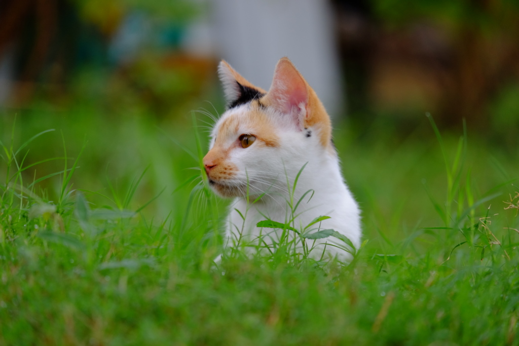 久しぶりの散歩