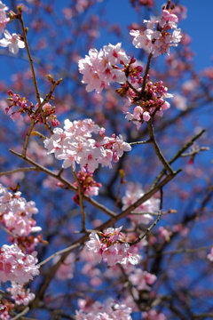 大寒桜