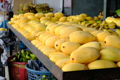 マンゴーの季節