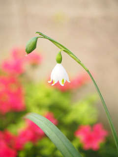 九州にもすずらん