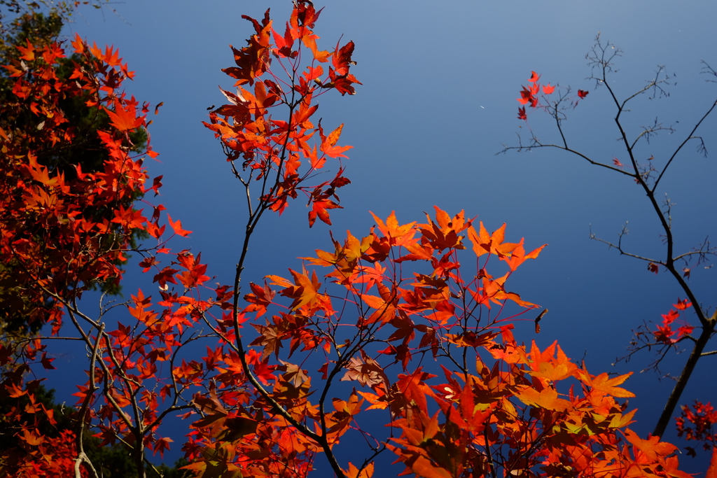 紅葉 キターッ！