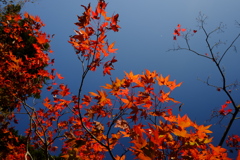 紅葉 キターッ！