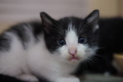 おばあちゃん似