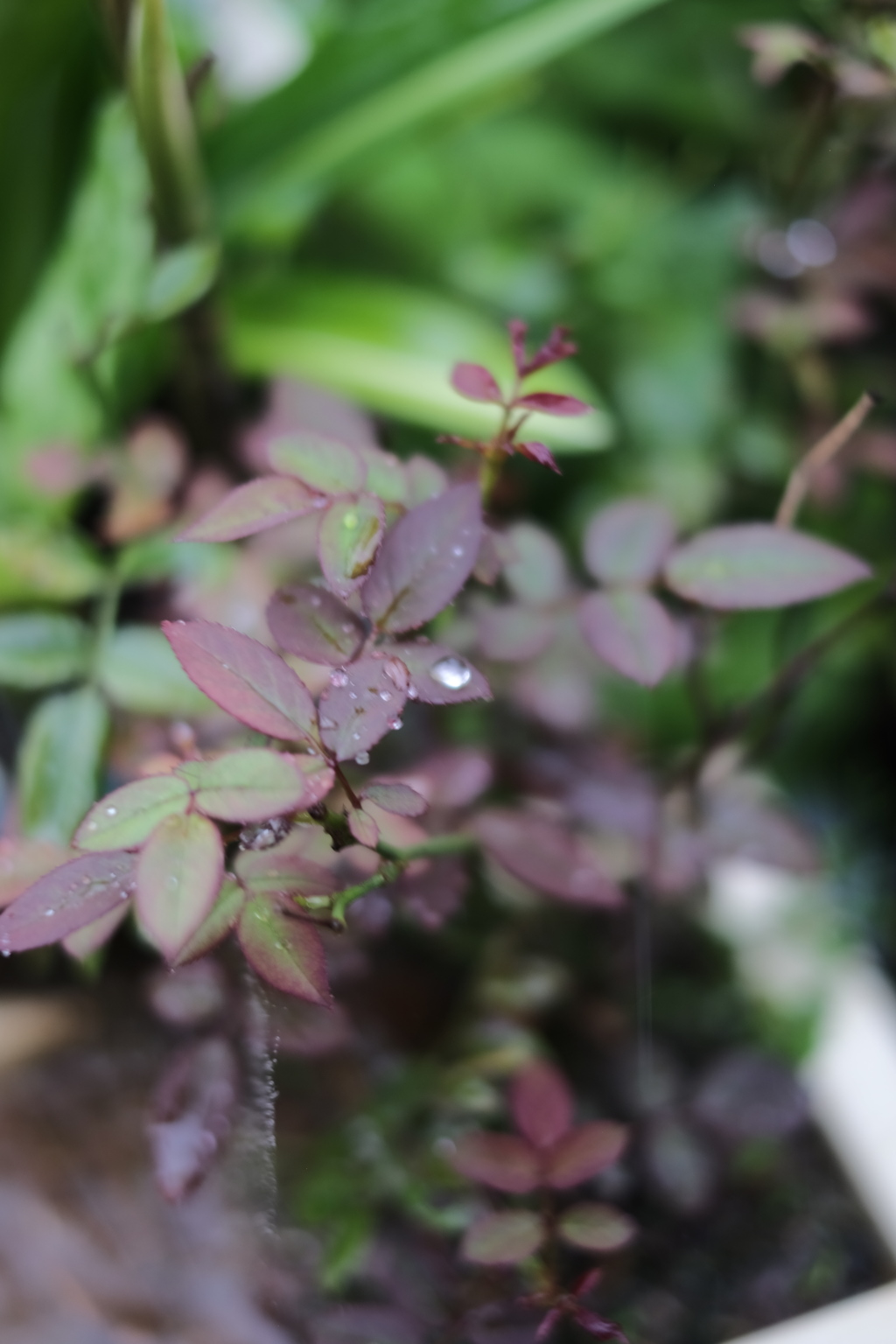 お日様が恋しい