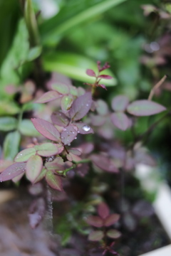 お日様が恋しい