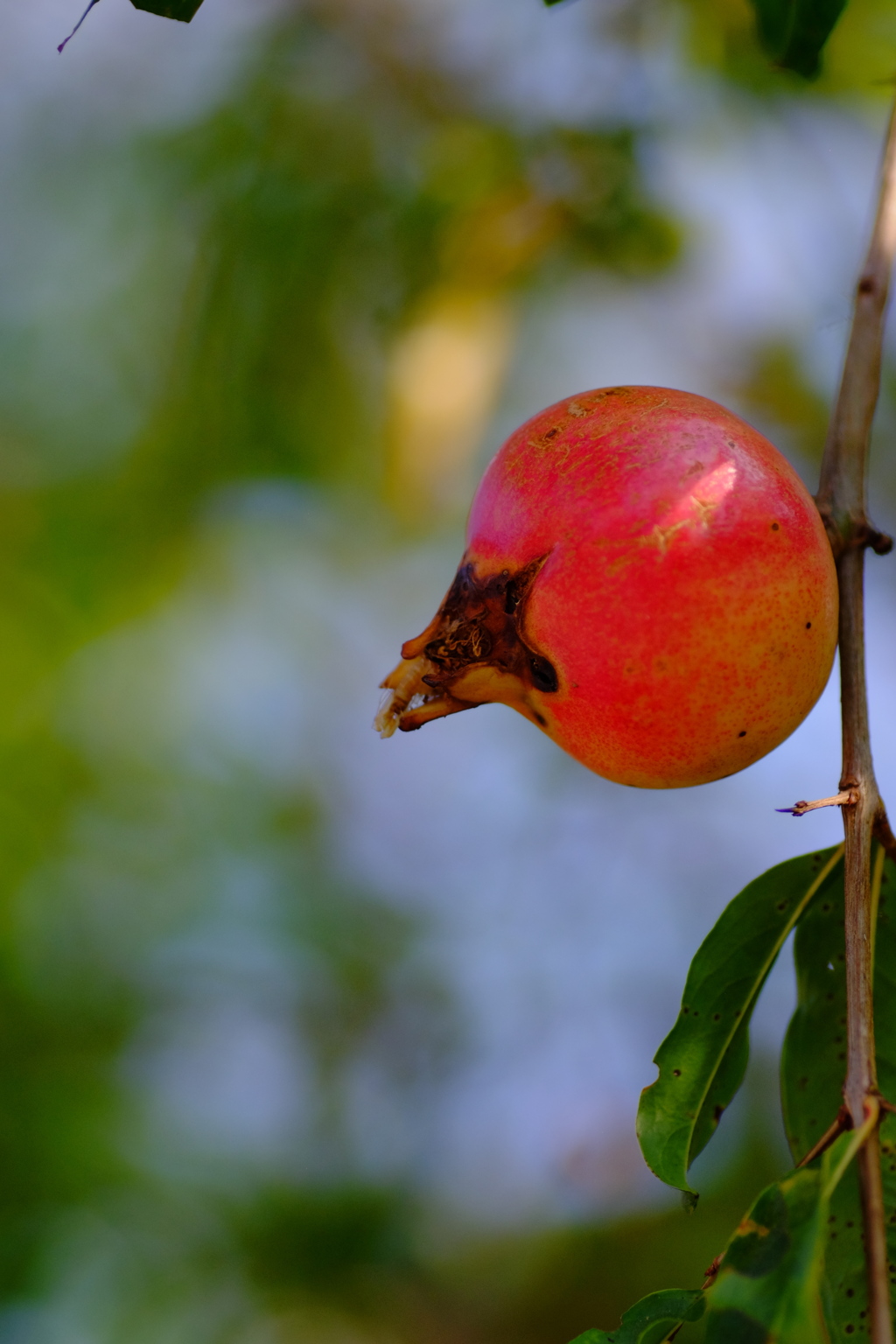 イチジクの実（フィリピン）