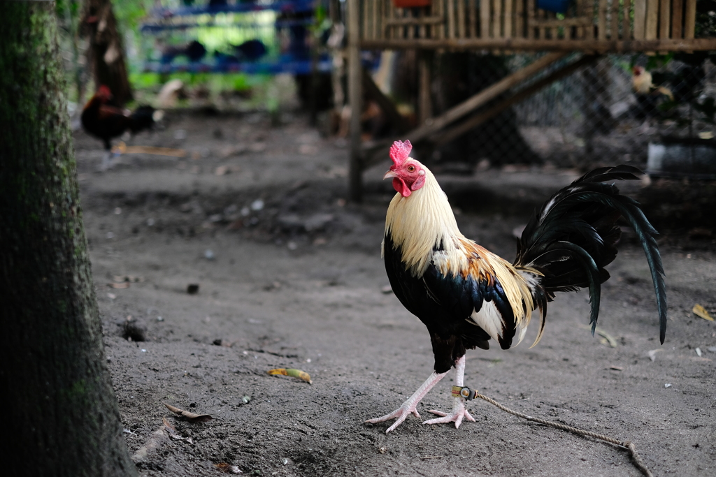 コックファイト 2