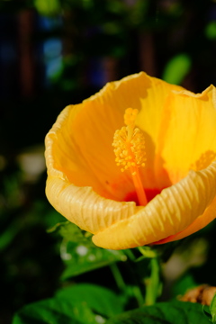 ハイビスカス？