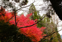 湯布院　金鱗湖 9