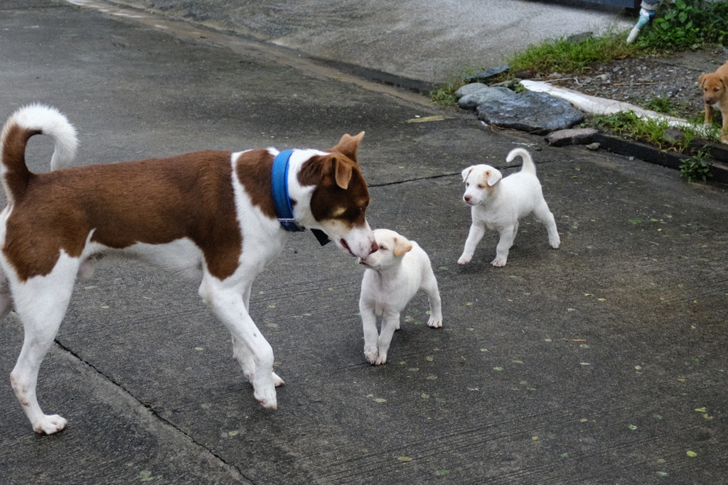 うちの前の家の子犬　「パパ～！」　うちの犬「えっ！？（汗）」　