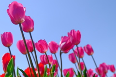 くじゅう花公園