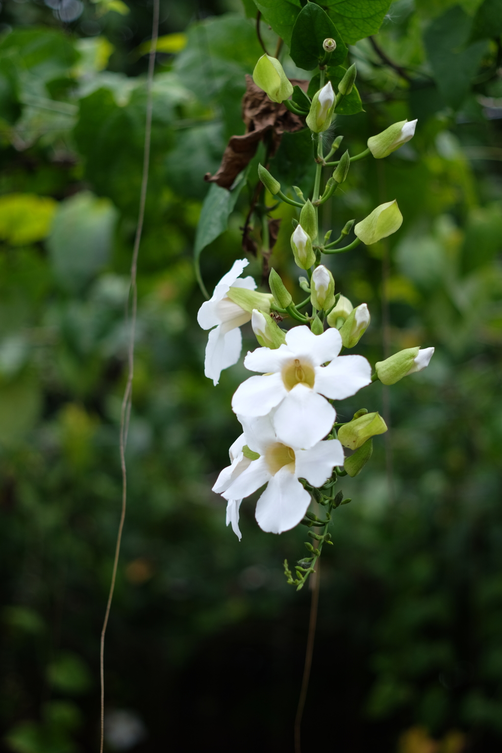 名前の知らない花