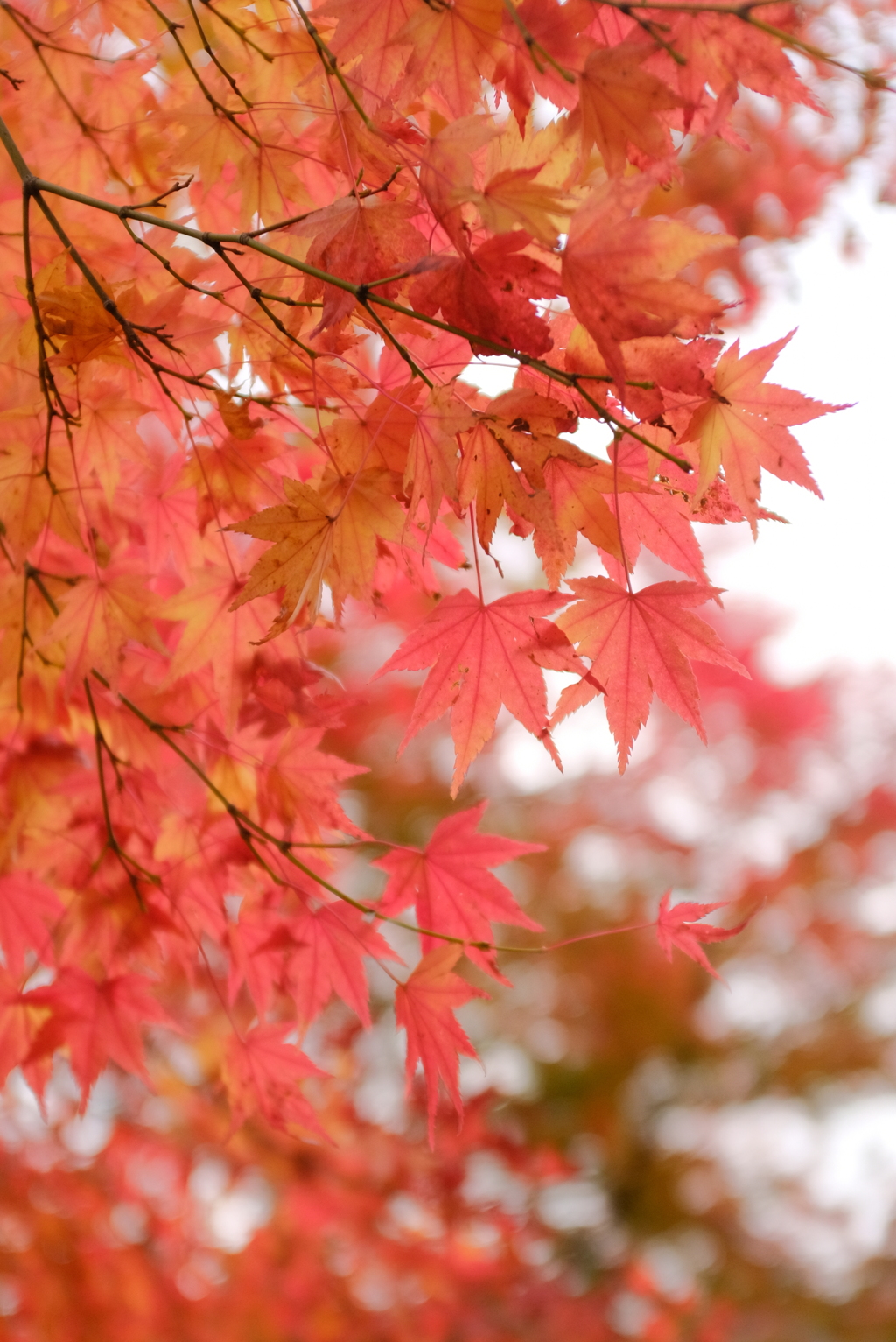 湯布院　金鱗湖 14