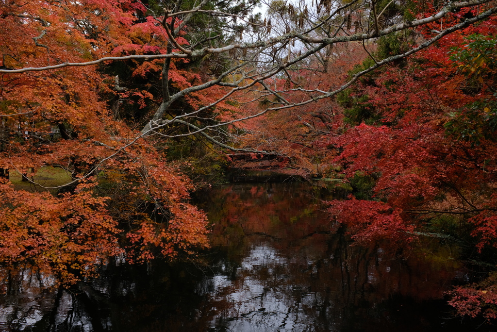 湯布院　金鱗湖 4