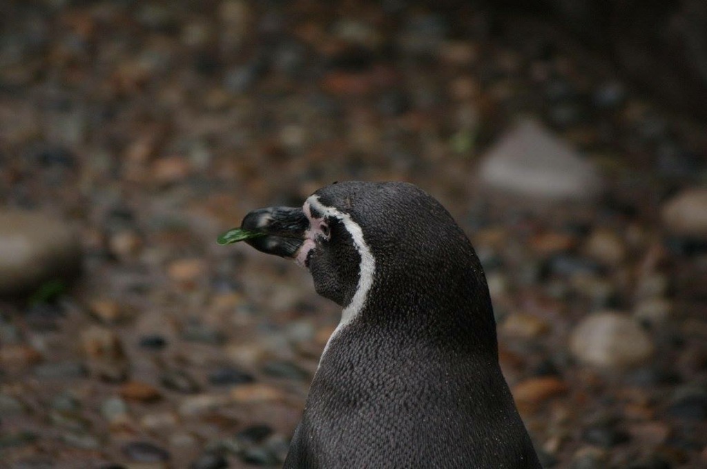 ペンギン