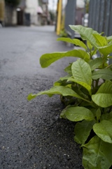 梅雨に茂る