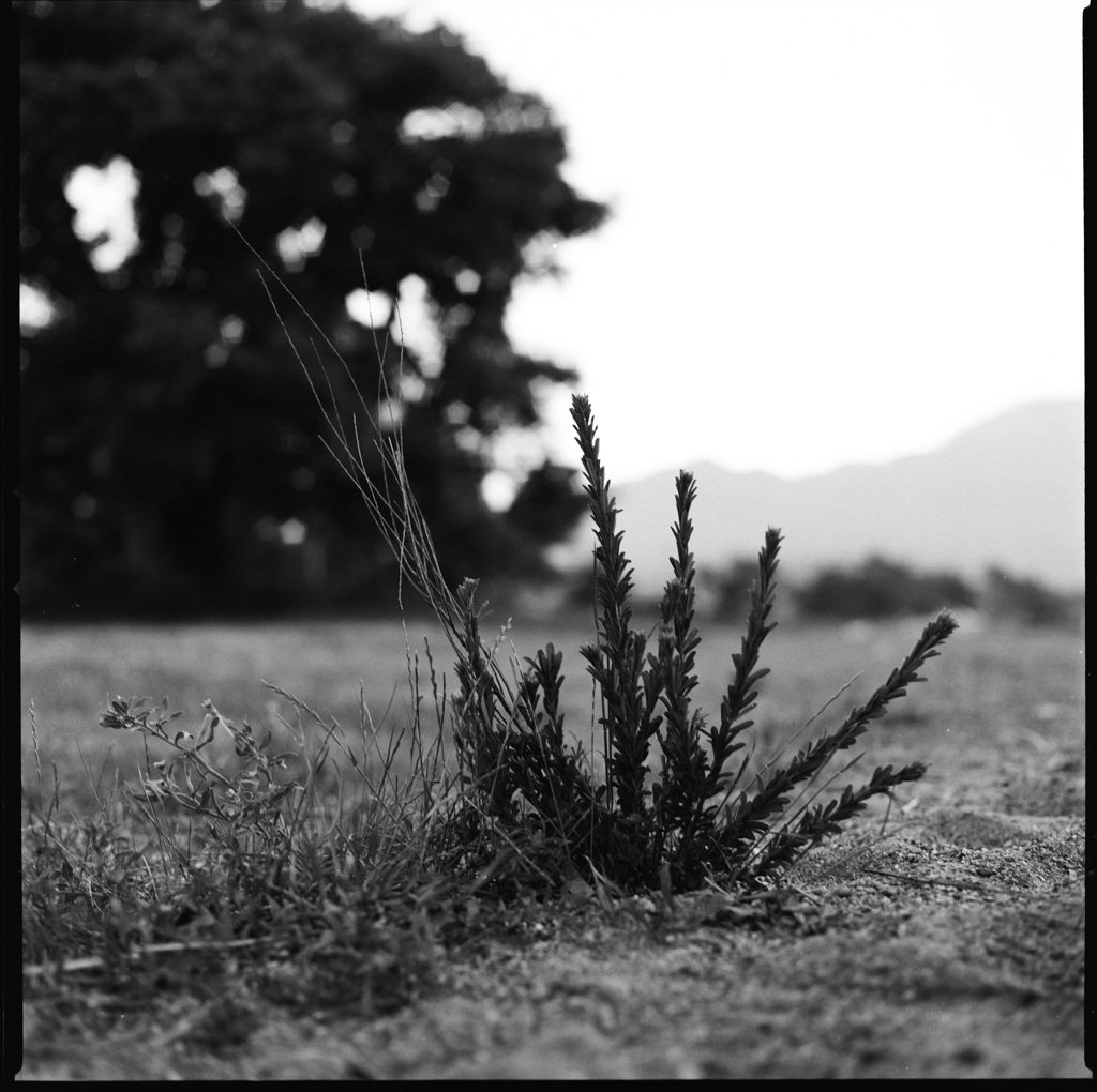 雑草