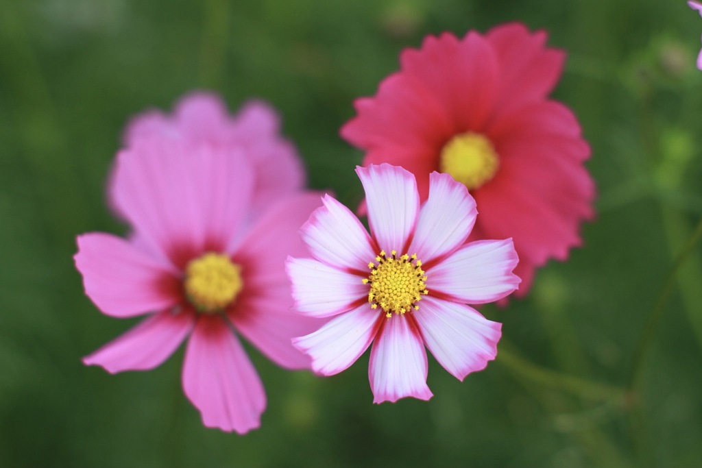 秋桜