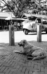 オート三輪とアユタヤの犬