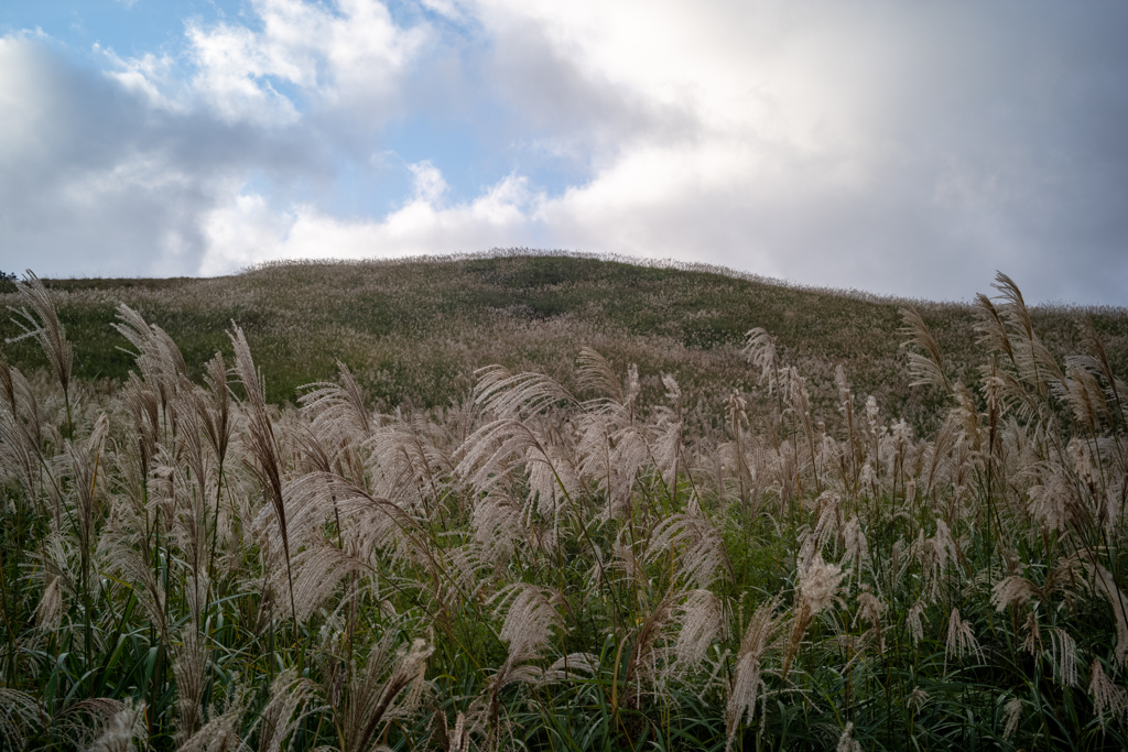 ススキ野