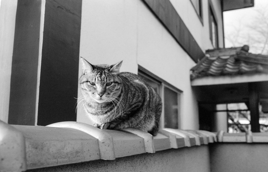 清水寺猫