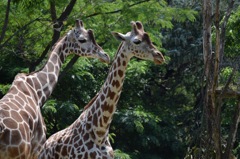 動物園④